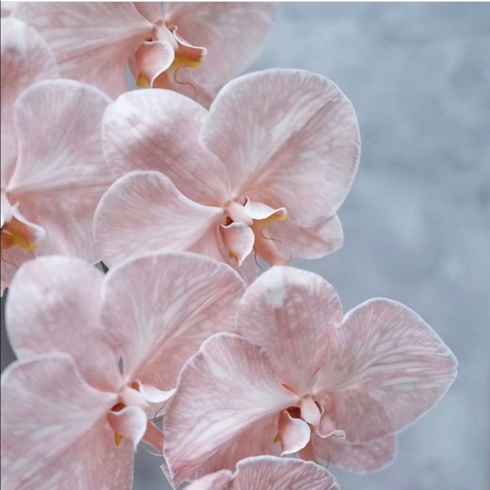 Meet your Posher, Lacy